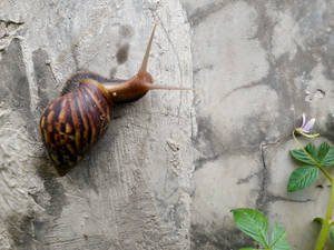 Snail Climbing A Wall Wallpaper