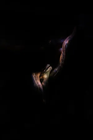 Snake In Shadows Wallpaper