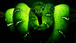 Snake Neon Green Aesthetic Wallpaper