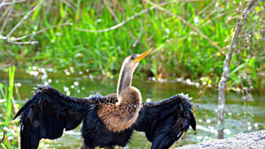 Snakebird Everglades National Park Wallpaper