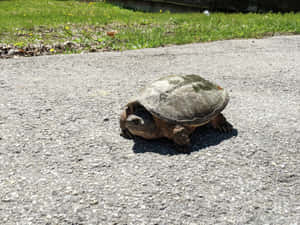 Snapping Turtle Crossing Road.jpg Wallpaper
