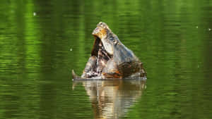 Snapping Turtle Emerging From Water.jpg Wallpaper