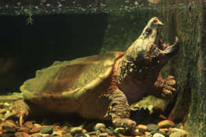 Snapping Turtle Open Mouth Wallpaper