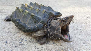 Snapping Turtle Open Mouth Wallpaper