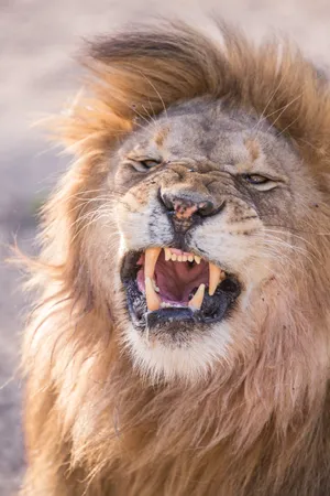Snarling Barbary Lion Wallpaper