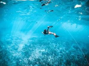 Snorkeling In Hawaii Wallpaper