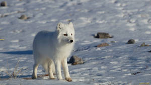 Snow Arctic Fox Animal Wallpaper
