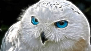 Snow Baby Owl Wallpaper
