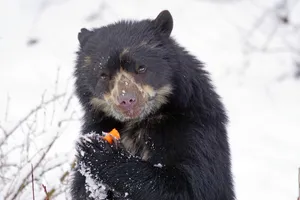 Snow Bear With Carrot Wallpaper