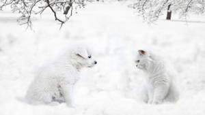 Snow Cat And Dog Wallpaper