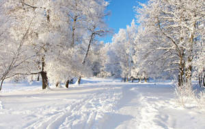Snow Forest Tracks Winter Desktop Wallpaper