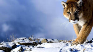Snow Leopard 1080p Hd Desktop Wallpaper
