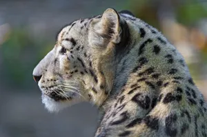 Snow Leopard Thinking About Life Wallpaper