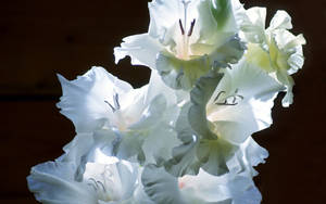 Snow White Gladiolus Flowers Wallpaper