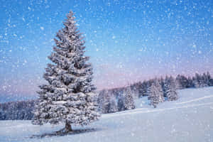 Snowfall Pine Tree Hill Wallpaper