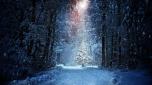 Snowfall Road Forest Wallpaper