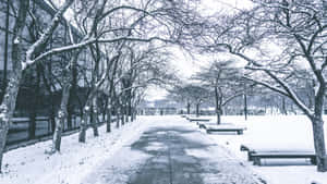 Snowfall Side Walk Trees Wallpaper