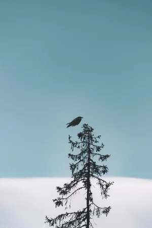 Snowy Bird Mobile Wallpaper