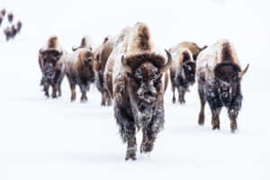 Snowy_ Bison_ Herd_ Advancing.jpg Wallpaper