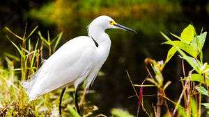 Snowy Egret Everglades National Park Wallpaper