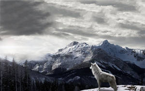 Snowy Mountain And Wolf 1080p Hd Desktop Wallpaper