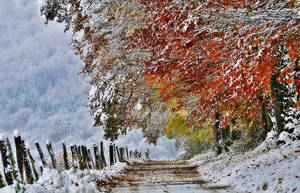Snowy November Tree Path Wallpaper