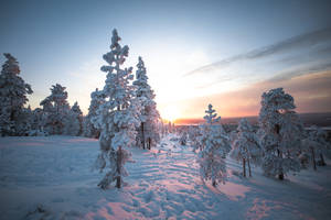 Snowy Pine Trees Of Finland Wallpaper
