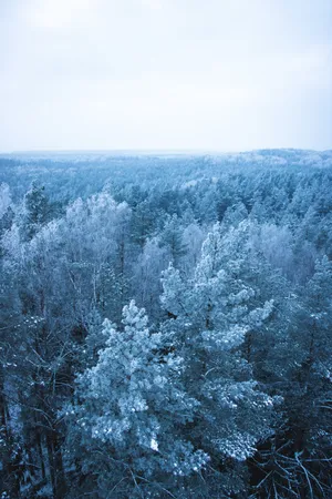 Snowy Trees And Forest Nature Scenery Wallpaper