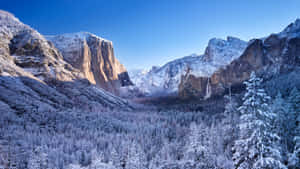 Snowy Trees In A Winter Landscape Wallpaper