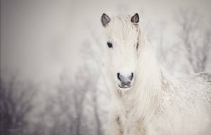 Snowy, White, Horse, Snow Wallpaper