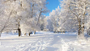 Snowy Winter Scene Wallpaper