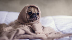 Snuggly Pug Cute Aesthetic Pc Wallpaper