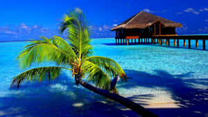 Soak In The Sun And Beauty Of A Tropical Island Paradise. Wallpaper