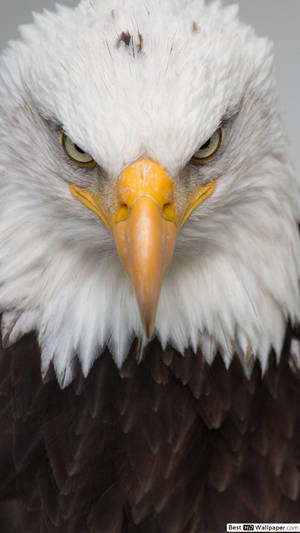 Soaring American Pride On Iphone Display Wallpaper