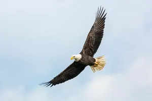 Soaring Eagle Wallpaper