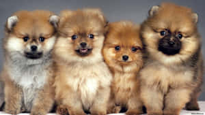 Soft And Furry Fluffy Puppy Wallpaper