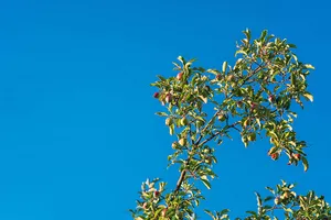 Soft Blue Aesthetic Sky And Branches Wallpaper