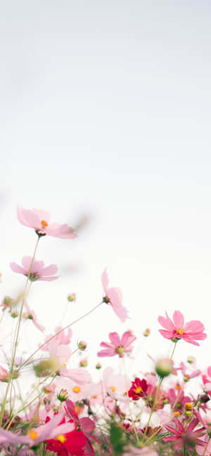 Soft, Feminine Floral Design Wallpaper