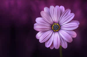 Solid Light Purple Flower Wallpaper