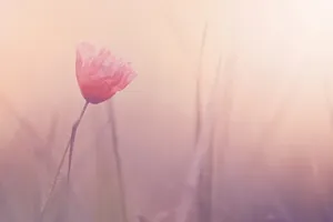 Solid Pastel Pink Flower Wallpaper