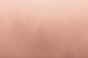 Solid Pastel Pink Forest Wallpaper