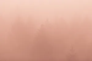 Solid Pastel Pink Forest Wallpaper