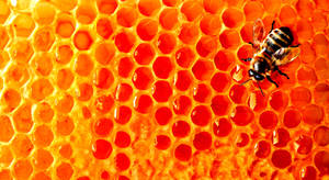 Solitary Bee In A Bustling Hive Wallpaper