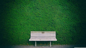 Solitary Bench Against A Mossy Green Wall Wallpaper