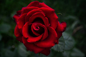 Somber Image Of Beautiful Rose Hd Wallpaper