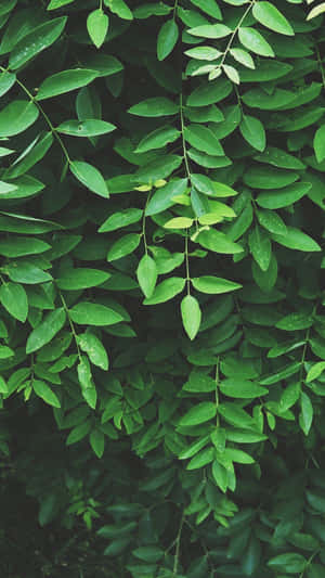 Soothing Tranquility In Nature's Embrace Wallpaper