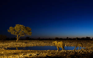 South Africa Animals At Night Wallpaper