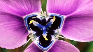 South African Iris Flower Wallpaper