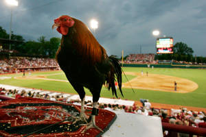 South Carolina Gamecocks Arena With Cock Wallpaper