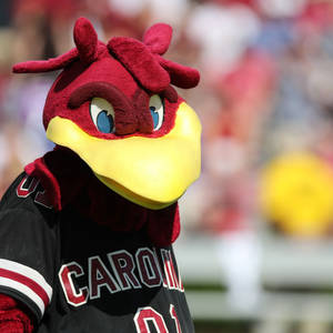 South Carolina Gamecocks Sports Mascot Wallpaper